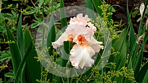 Peachy pink flower of iris bearded cultiva rBeverly Sills
