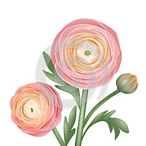 peachy ranunculus flowers