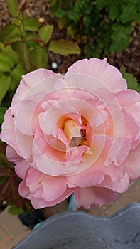 Peachy rose