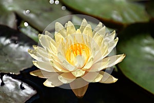 Peachy yellow Waterlily, nymphaea mangkala ubol