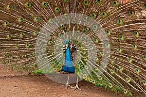 Peackock with open feathers . Pavo real con plumaje extendido photo