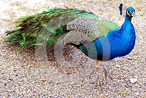 Peacock