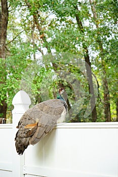 Peacock