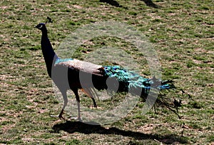 Peacock