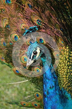 Portrait of peacock