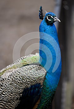 Peacock