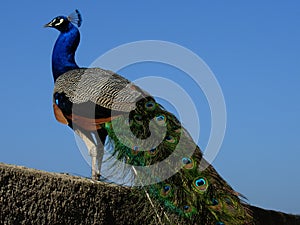 Peacock