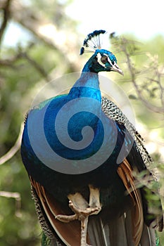 Peacock