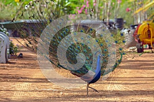 Peacock