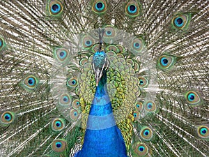 Peacock