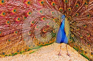 Peacock