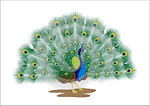 Pavo real 