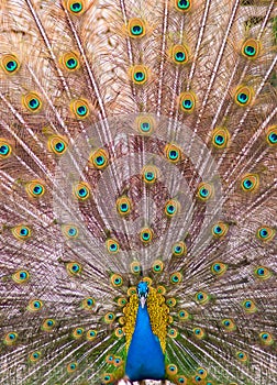 Peacock