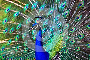 Peacock photo