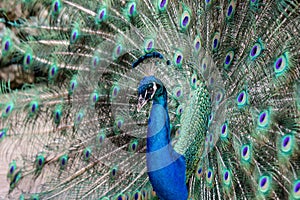 Peacock