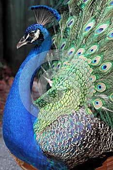 Peacock photo