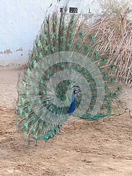 Peacock