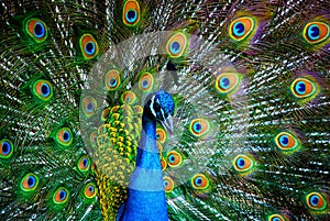 Pavo real 