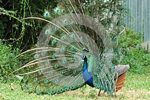 Peacock