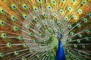 Peacock