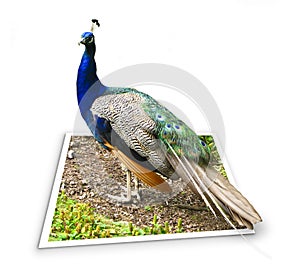 Peacock