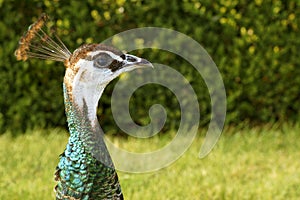 Peacock
