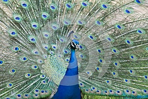 Peacock