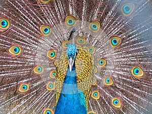 Peacock