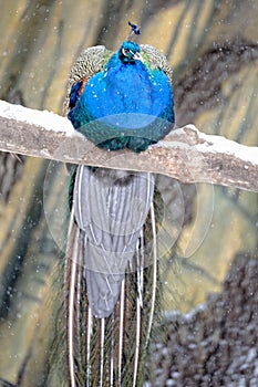 Peacock photo