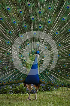 Peacock