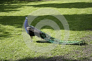 Pavo real 