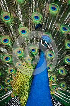 Peacock