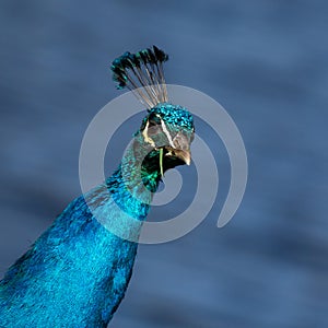 Peacock