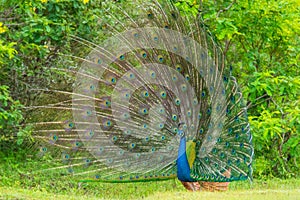 Peacock