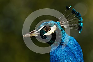 Peacock