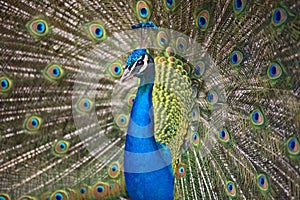 Peacock