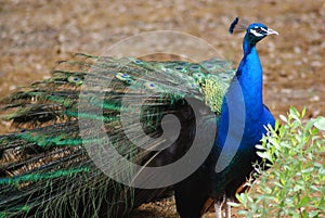 Peacock