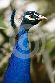 Peacock