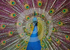 Peacock