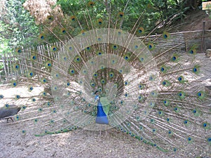 The peacock