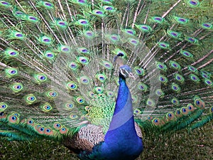 Peacock