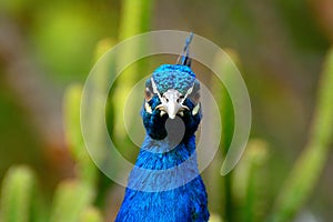 Peacock