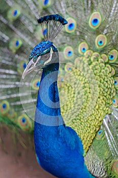 Peacock