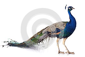 Peacock