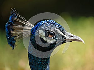 Peacock.