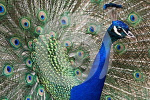 Peacock