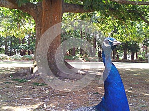 Peacock