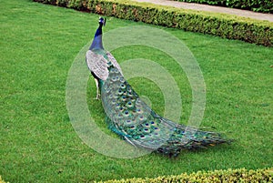 Peacock