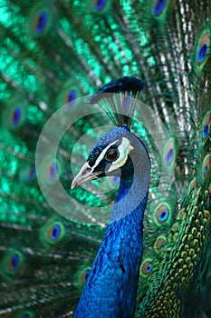 Peacock