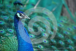 Peacock